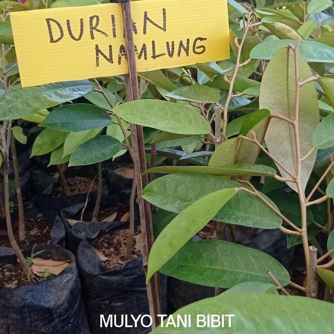 

Terlaris Bibit Tanaman Buah Durian Namlung - Durian Super Introduksi