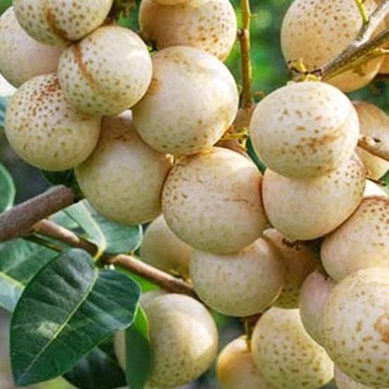 

Terlaris Benih Kelengkeng Aroma Durian Cepat Berbuah Pohon Buah Bibit