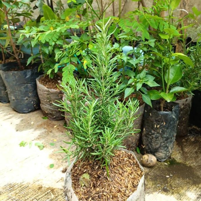 

Terlaris Hayuk Ngebon! | Bibit Rosemary - Salvia Rosmarinus | Tanaman Rempah Aromatik