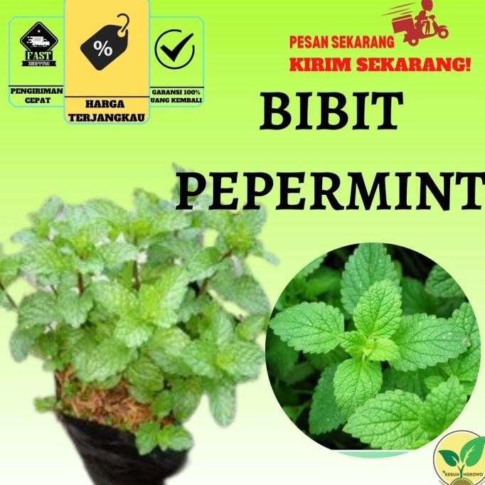 

Terlaris Tanaman Obat Daun Mint - Papermint Bibit Tanaman Herbal Pepermint