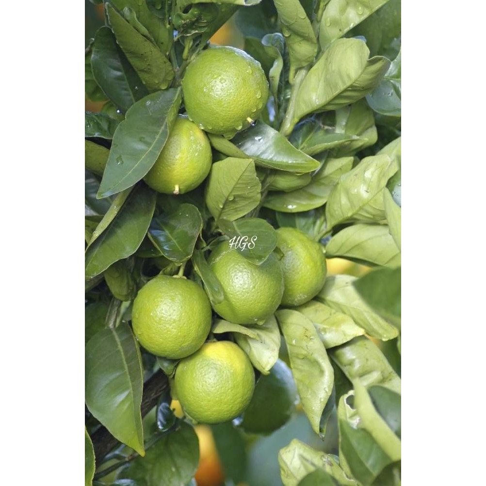 

Terlaris Bibit Tanaman Buah Jeruk Nipis Beli 5 Gratis 1 Mmy