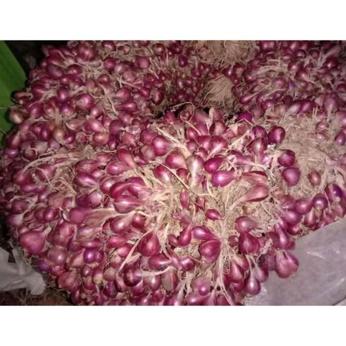 

Terlaris Bibit Siap Tanam Bawang Merah Brebes