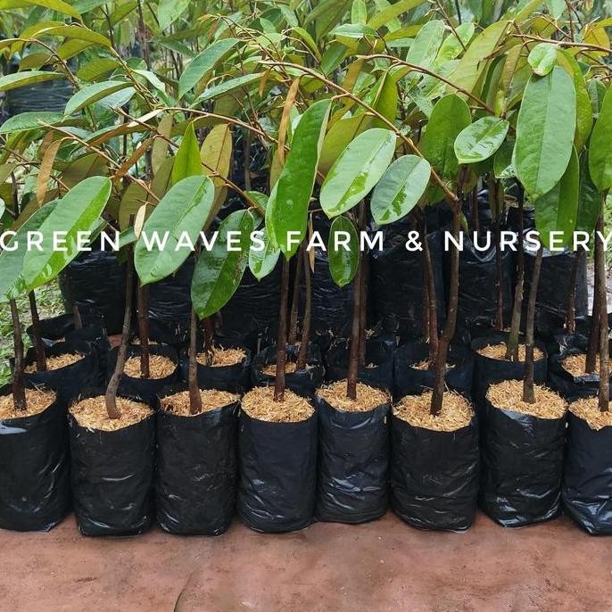 

Terlaris Bibit Durian Tenom Beauty 40 Cm - 50 Cm