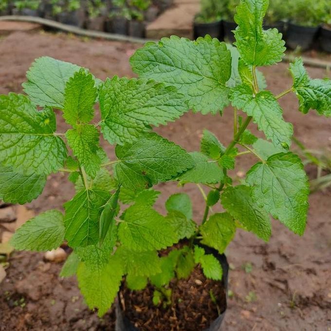 

Terlaris Bibit Tanaman Lemon Balm Mint- Pohon Daun Mint Blam Rasa Mint - Herbal