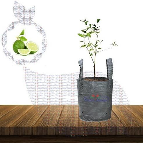 

Terlaris Bibit Tanaman Buah Jeruk Nipis Pohon Hidup Dd90