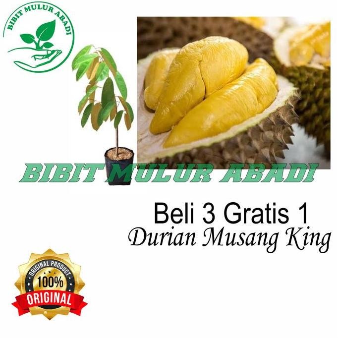

Terlaris Bibit Durian Musang King Kaki 3 / Bibit Buah / Tanaman