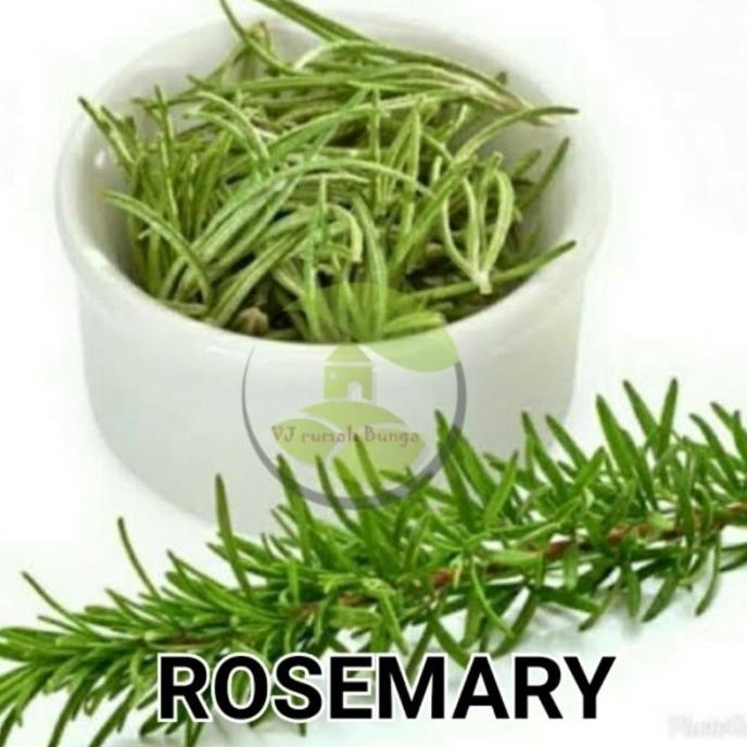 

Terlaris 3Biji - Benih Bibit Herbal Rosemary Herba Rosemery