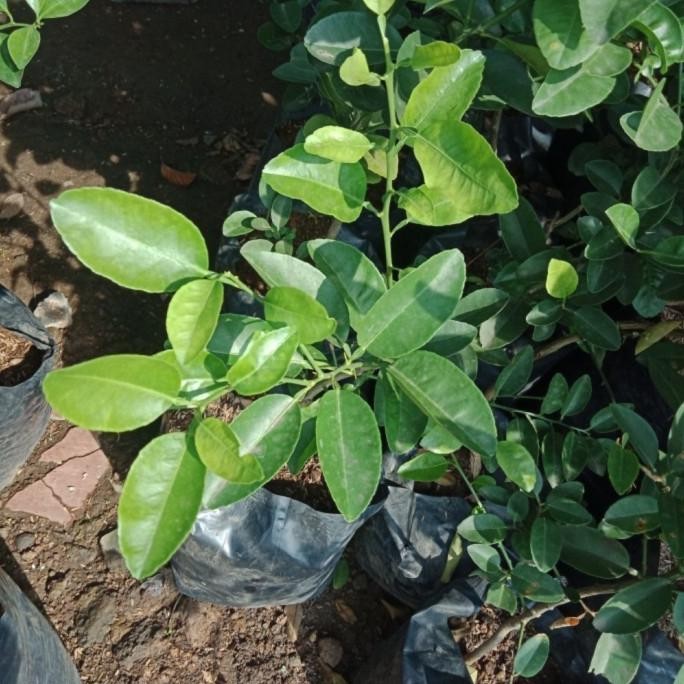 

Terlaris Bibit Tanaman/Pohon Buah Jeruk Nipis/Herbal Ber Alami Atz