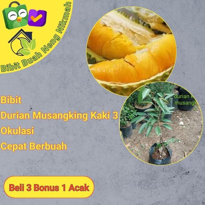 

Terlaris Bibit Tanaman Buah Durian Musangking Kaki 3 (Bisa Berbuah Dalam Pot)