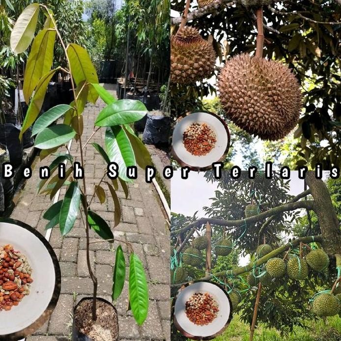 

Terlaris Benih Bibit Tanaman Durian Musangking Kualitas Super Unggul & Genjah Bergaransi