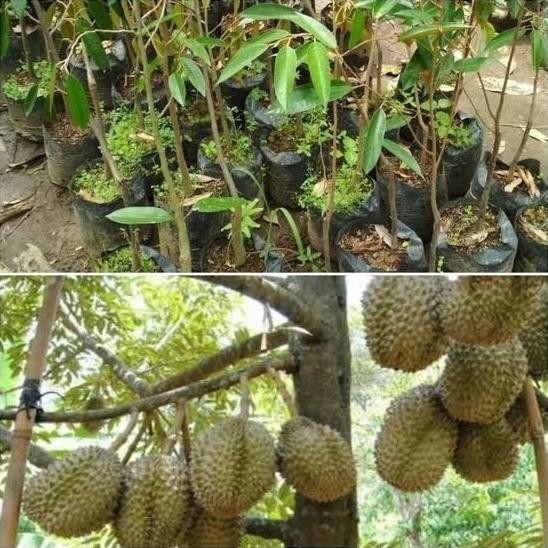

Terlaris Paket Hemat 3 Bibit Tanaman Durian Montong Super Unggul