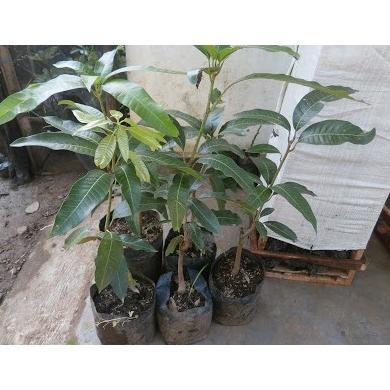 If56 Wwr-76 Tanaman Mangga Yuwen Original