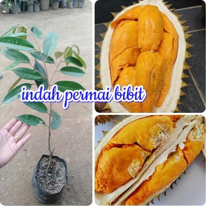 

Terlaris Bibit Tanaman Durian Lai Pakalai Atau Durian Hutan