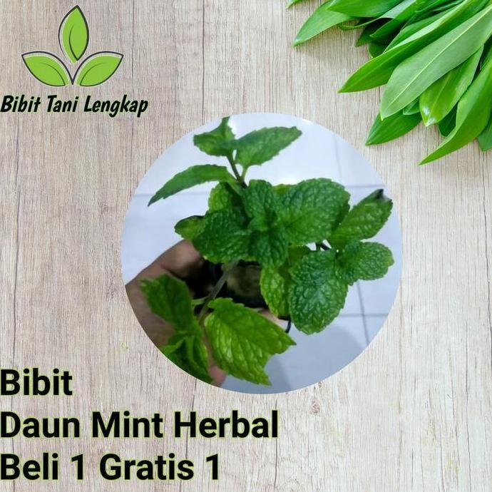 

Terlaris Bibit Tanaman Daun Mint Herbal
