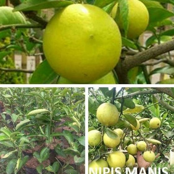 

Terlaris Bibit Tanaman Jeruk Nimas (Nipis Manis). Murah