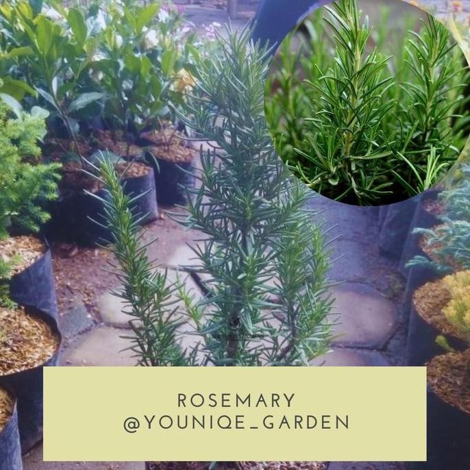 

Terlaris Bibit Tanaman Hidup Rosemary
