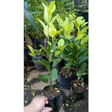 

Terlaris Bibit Jeruk Nipis Elbhvt 4694Aj