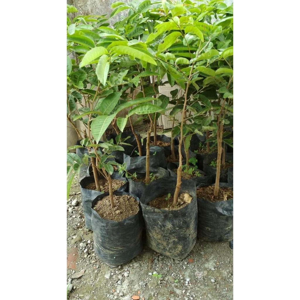 

Terlaris Bibit Kelengkeng Aroma Durian