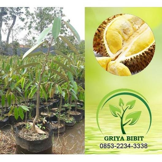 

Terlaris Bibit Durian Musangking 80 Cm - Eceran
