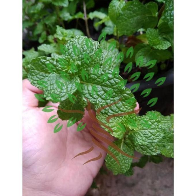 

Terlaris Bibit Daun Mint Murah-Bibit Pohon Tanaman Herbal Murah