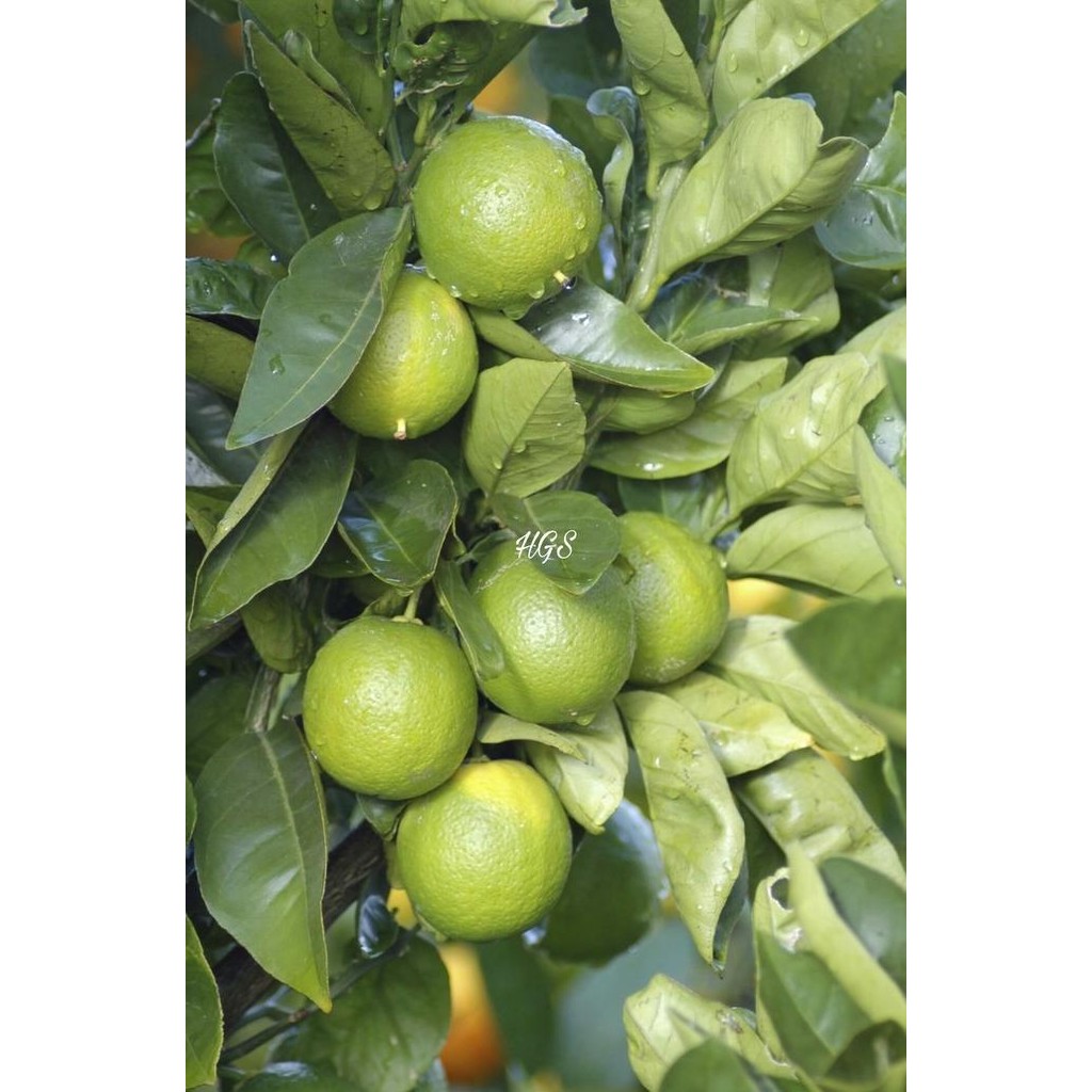 

Terlaris Bibit Tanaman Buah Jeruk Nipis (Beli 5 Gratis 1) Mantab