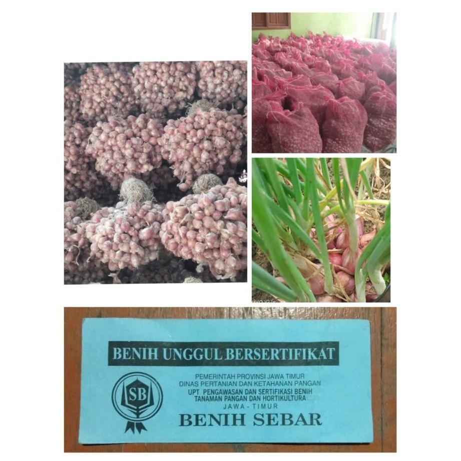 

Terlaris Bibit Bawang Merah Siap Tanam (Tajuk)