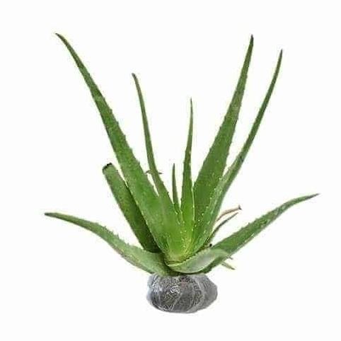 

Terlaris Bibit Tanaman Obat Lidah Buaya Daun Lidah Buaya Aloe Vera