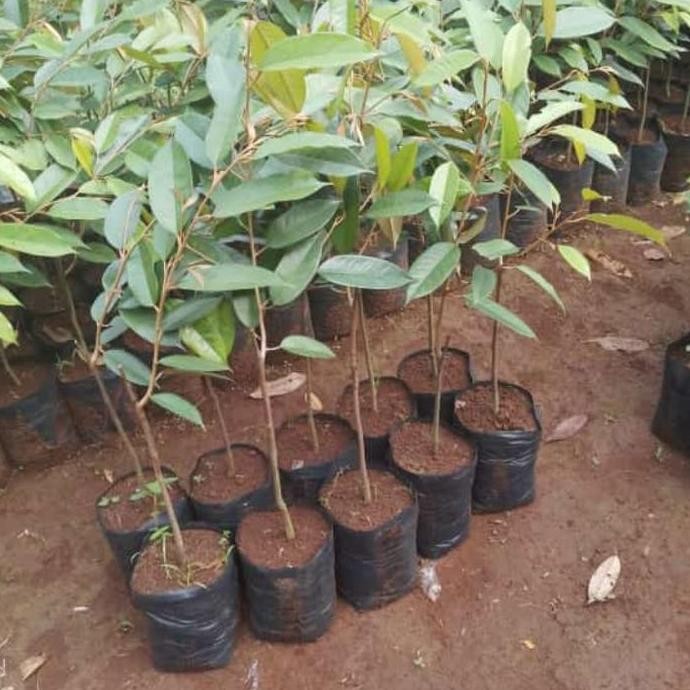 

Terlaris Promo 10 Bibit Durian Bawor Ukuran 50-60 Cm