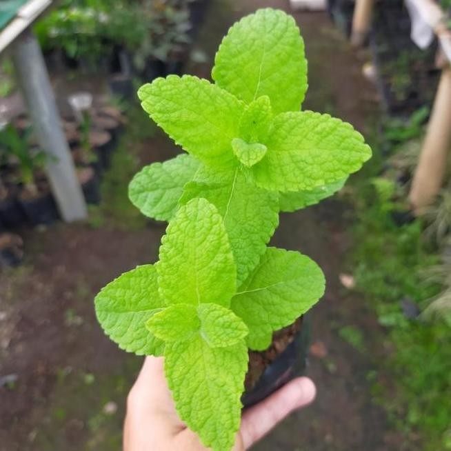 

Terlaris Bibit Tanaman Apple Mint/Daun Mint Cccc
