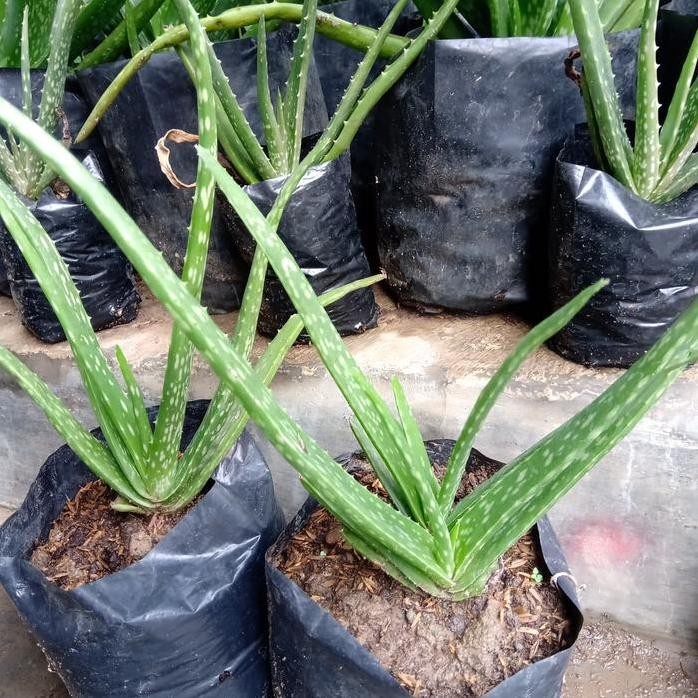 

Terlaris Bibit Lidah Buaya Jumbo Pontianak (Chinensis)Uk 20-25Cm
