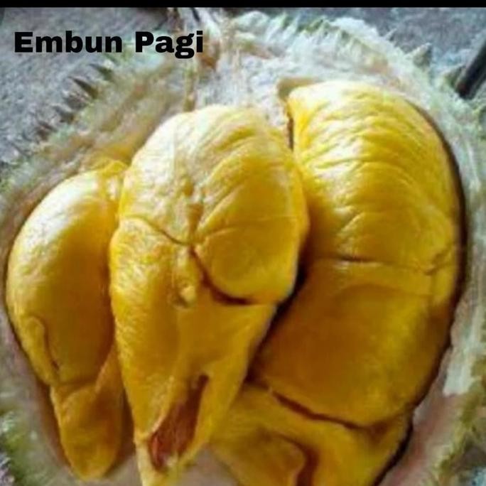 

Terlaris Terlaris Bibit Buah Durian Musang King Unggul