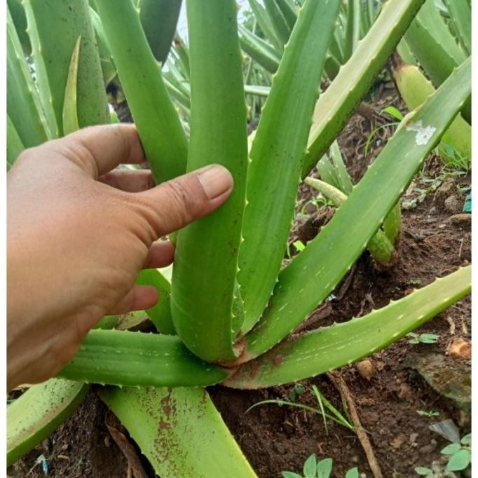 

Terlaris Bibit Lidah Buaya Jumbo Sinensis / Barbanensis --*_U