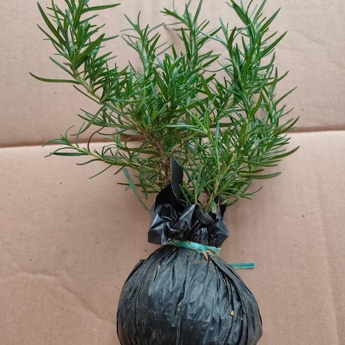 

Terlaris Bibit Tanaman Rosemary/ Obat Herbal/Tanaman Bumbu Masakan