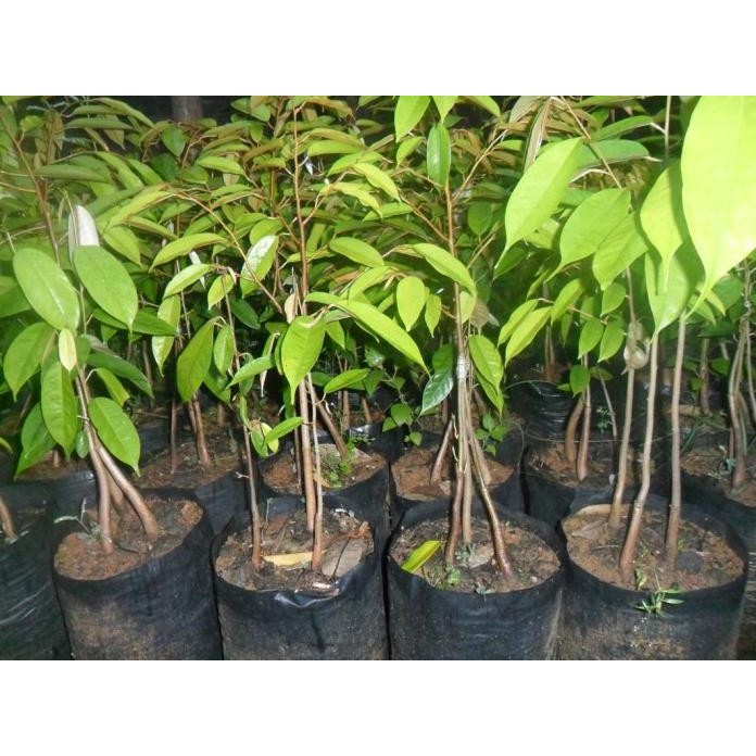 

Terlaris Bibit Tanaman Buah Durian Bawor Kaki 3 Super