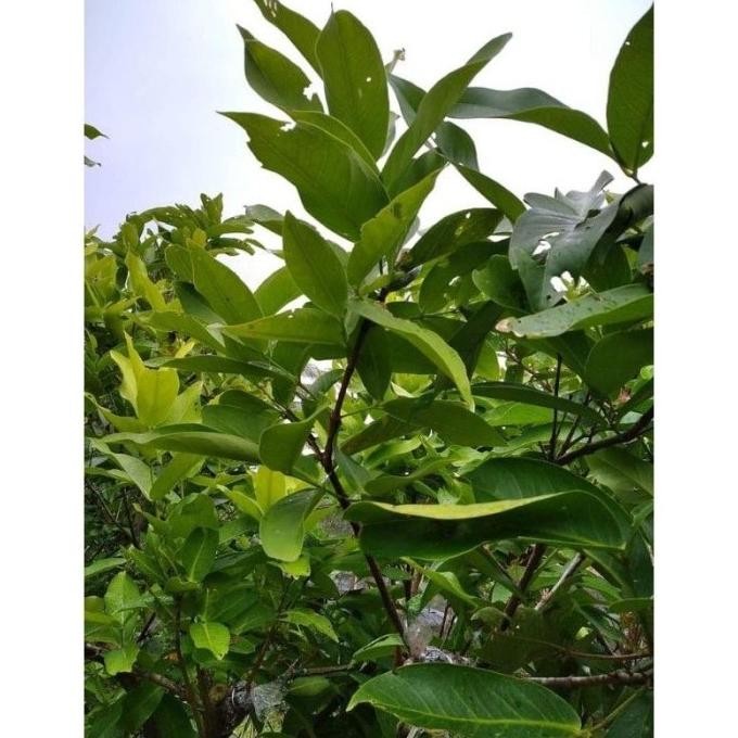 

Terlaris Bibit Jambu Air Citra Jumbo,Batang Besar Hasil Cangkok S Regpde 9444Gi