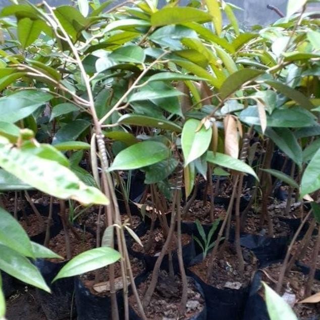 

Terlaris Bibit Durian Bawor Kaki 3