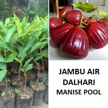 

Terlaris 4Man Bibit Jambu Air Dalhari Tanaman Jambu Pohon Jambu Dalhari