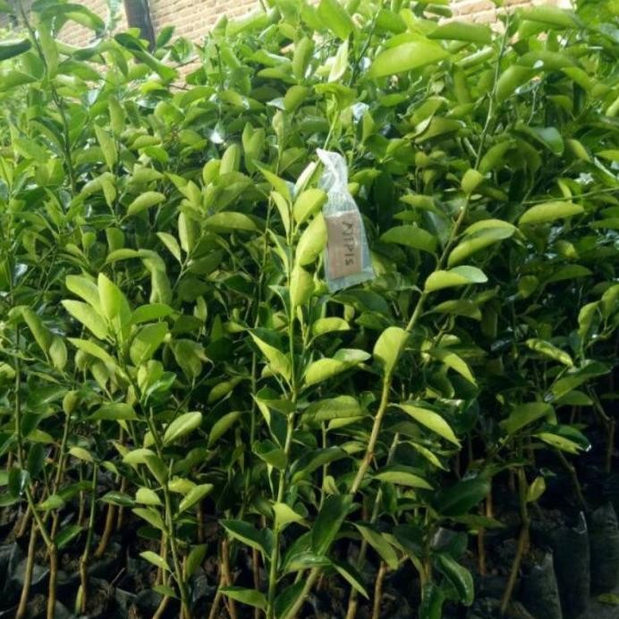 

Terlaris Bibit Jeruk Nipis Kampung (Okulasi) Waysda 8556Za