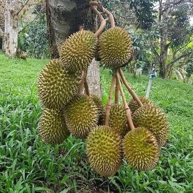 

Terlaris Bibit Durian Musangking Seedling Kaki 3 Unggul