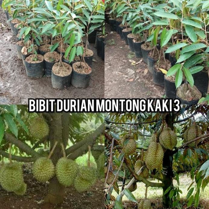 

Terlaris Bibit Tanaman Buah Durian Montong Kaki 3 Super
