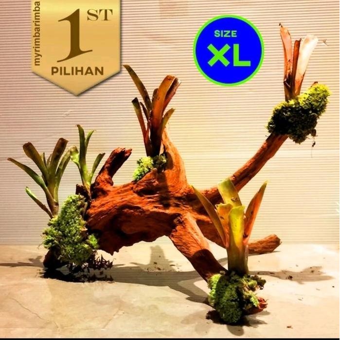 Terlaris Bromeliads Santigi Xl Tanaman Air Paludarium Hiasan Aquarium Ikan Hias  - Tanaman Asli (Hid