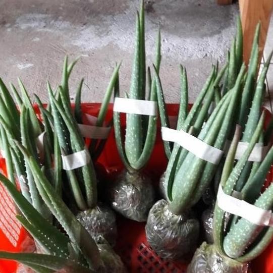 

Terlaris Ankn Bibit Lidah Buaya Jumbo Barbadensis Miller 100% Size S