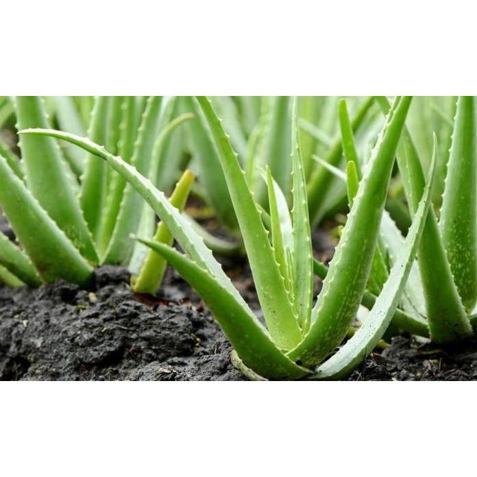 

Terlaris Bibit Lidah Buaya Jumbo/ Bibit Aloevera Giant