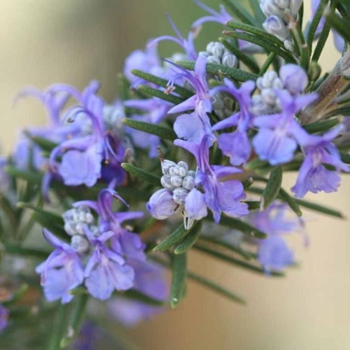 

Terlaris Biji Benih Bibit Bunga Rosemary Herb