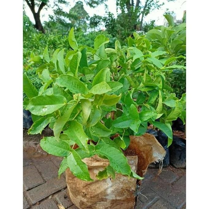

Terlaris Tm - [Hasil Cangkok] Bibit Tanaman Hias Buah Jambu Air Kancing / Citra Merah / King Rose Dalhari