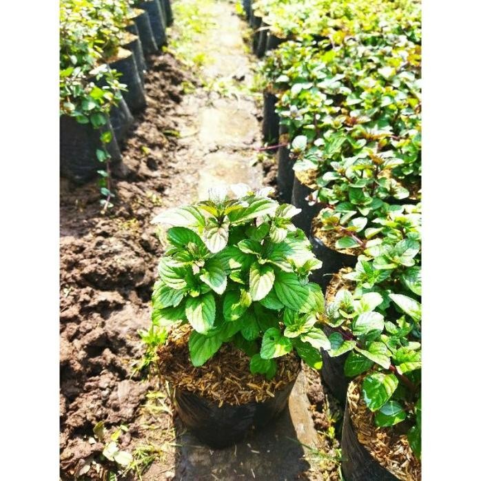 

Terlaris Bibit Tanaman Daun Mint Paket Murah Isi 8 Jenis Mint Rmmgxw 1183Od