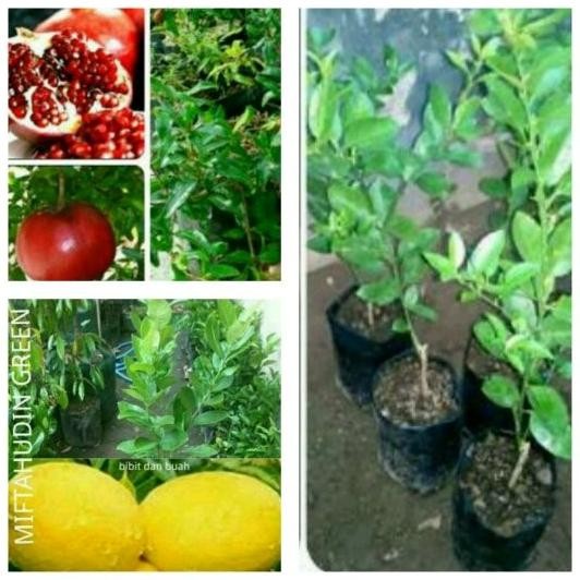 

Terlaris Paket Bibit 3 Jenis(Bibit Buah Delima Merah,Jeruk Nipis,Jeruk Lemon)