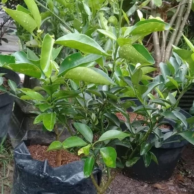 

Terlaris Obral Bibit Tanaman Buah Jeruk Nipis Atzx
