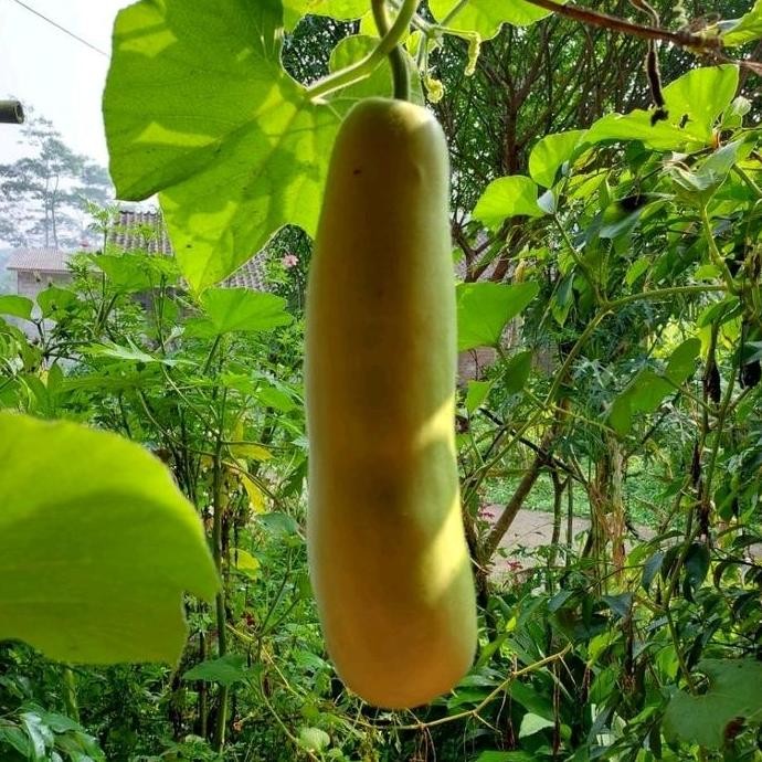 

Terlaris 25 Benih Labu Air Madu Super Tanaman Melon Bibit Jagung Sayuran Hi Drop Bau Cabai Kacang Tembaga Benih Padi Benih Kacang Panjang Kelengkeng Merah Saffron Rumput Pare Benihsayuran Murah Durian Anggur Poppy Seeds Mangga Caladium Pohon Buah Alpukat