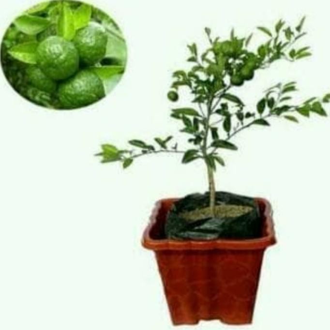 

Terlaris Grosir Promo Bibit Pohon Jeruk Nipis Bibit Jeruk Nipis Unggul Buah Jeruk Nipis